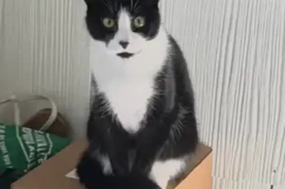 Lost Tuxedo Cat: Dixie, 1yr, Kitchener