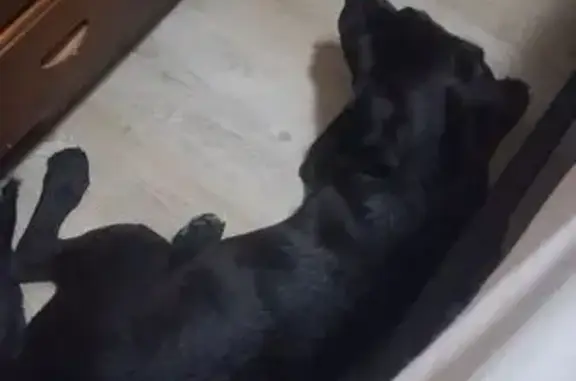 Lost Puppy: Black Lab/Aussie Mix Missing