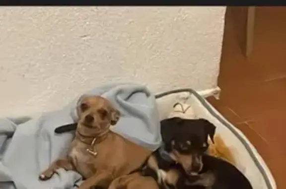 Chihuahua Marrón Perdida en Mollet del Vallès