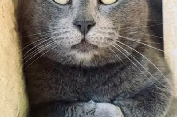 Chat perdu à Valréas : Milo, peureux et gros - photo