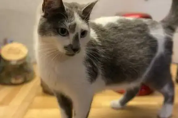 Chatte perdue, grise et blanche, Esclavolles - photo