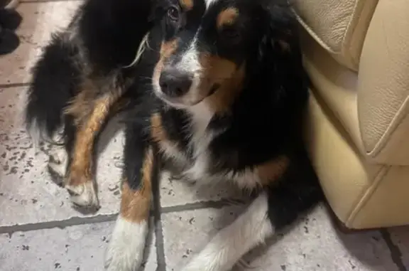 Chien trouvé Batz-sur-Mer, photo: Chien retrouvé à Batz-sur-Mer