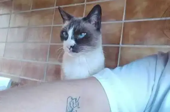 ¡Gata Perdida! Negra, Gris y Blanca en Torrente