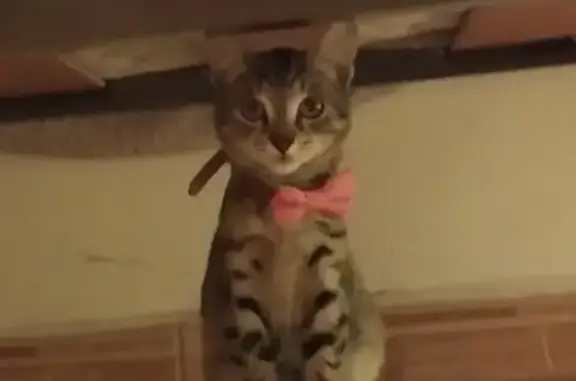 ¡Urgente! Gatita atigrada perdida en Madrid