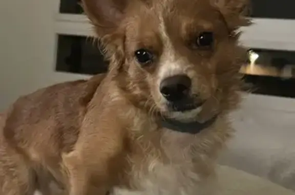 ¡Ayuda! Perro perdido en Alhaurín de la Torre