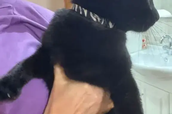 Gato encontrado , foto: Gato Negro Manso con Collar en Valencia