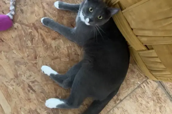 Lost Cat: Sweet, Skittish, Loves Cuddles