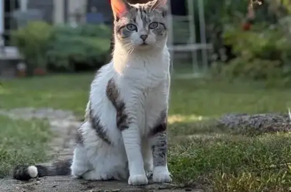 Chat perdu, Reims, photo: Chatte perdue, grise/blanche, yeux bleus, Reims