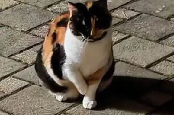 Animaux trouvés , photo: Chatte errante cherche foyer à Morsbronn