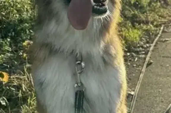 Chien perdu , photo : Chien perdu à Rombas, Amnéville, Hagondange