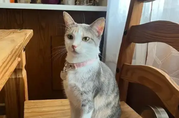 Lost Calico Cat: Skittish & Food-Friendly