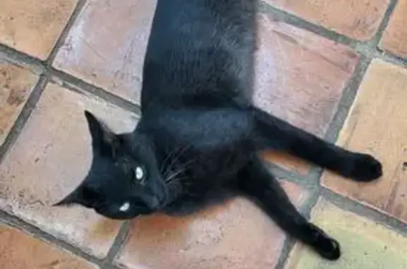 Animaux trouvés Roquebrune-sur-Argens, photo: Chat noir trouvé à Roquebrune-sur-Argens