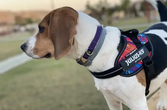 Beagle Perdida en Almería: Blanca, Negra y Marrón