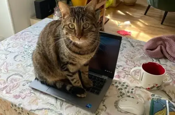 Chat tigré perdu à Étriché - photo