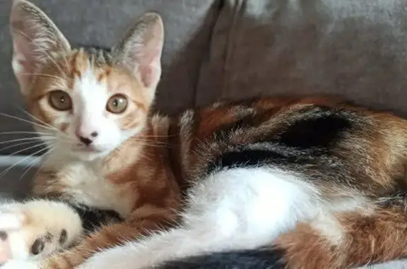 Gata Marrón Perdida en La Pineda, Castelldefels