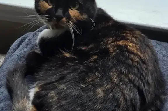 Lost Calico Cat: Help Find Her in Raleigh!