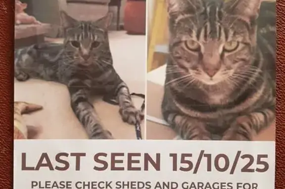 Lost Tabby: Black Paw Pads in Wesley