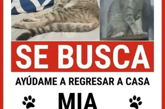 Gatita Atigrada Perdida en Igu...