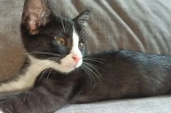 ¡Ayuda! Gato negro perdido en Castelldefels