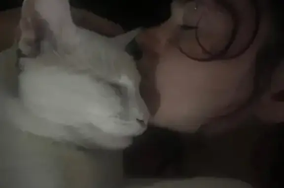 Lost White Cat: North Heather Lane