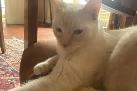 Chat perdu à Aire de Roberval Est (A1) - photo
