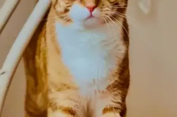 Help Find Prince: Missing Cat Alert!