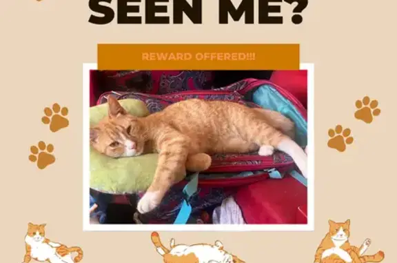 Lost and found pets , photo: Lost Orange Tabby: Petal, MS - Help Find!