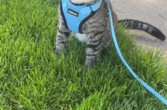 Missing cat , photo: Lost Gray Tabby Cat in Schaumburg, IL