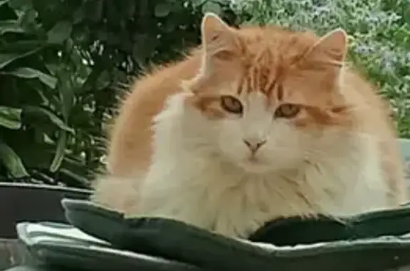 Chat perdu : roux/blanc, soins médicaux, Perpignan - photo