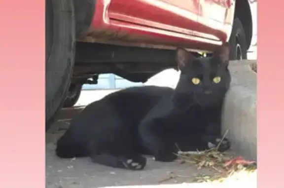Lost Black Cat with Bobtail in Annerley