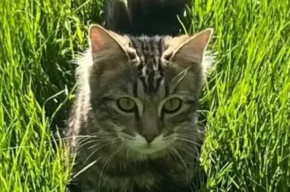 Chat tigré beige perdu à Emmerin - photo