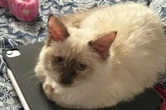 Chatte perdue avec ses 3 chatons, Grenoble - photo