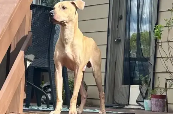 Lost and found pets Lawrenceville, photo: Found Male Lab/Pit Mix on Breckinridge Blvd