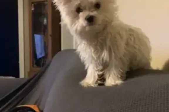 Lost Small White Dog in Rothsay Area