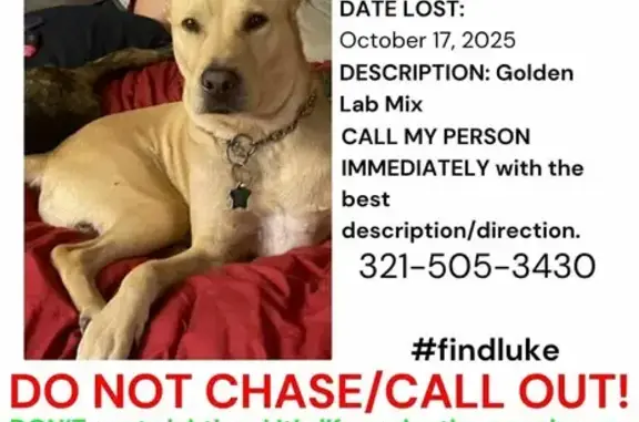 Missing dog Palm Bay, photo: Lost Gold Dog with Angel Wings Markings