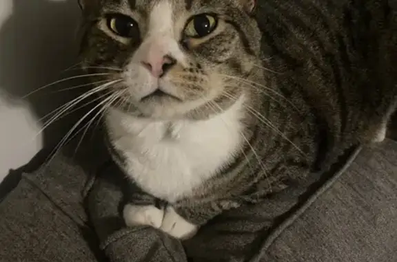 Lost Loving Cat with Green Eyes in Derby
