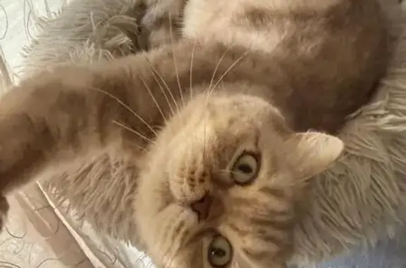 Missing cat Philadelphia, photo: Lost Cat Alert: Help Find Poufik in Philly!