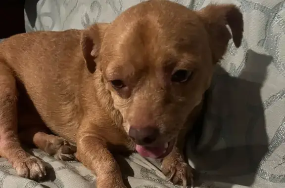 Lost Chihuahua: Brown, Green Eyes - N48th Ln