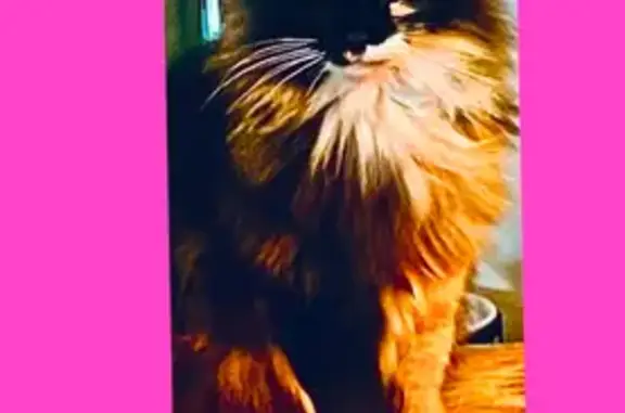 Lost Tortoiseshell Cat: Unique Markings