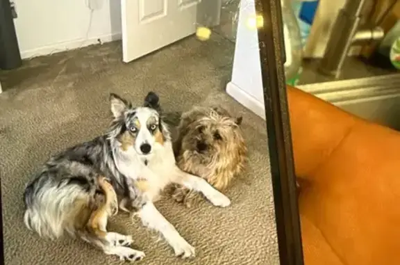 Lost: Sweet Aussie Lea, Blue Collar