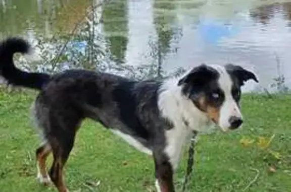 Animaux perdus , photo: Chien perdu, pelage arlequin, yeux bicolores