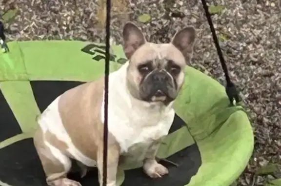 Help Find Mayhem: Lost Frenchie in Toledo