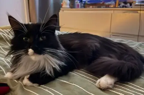 Lost Tuxedo Cat: Big, White-Faced, Harness