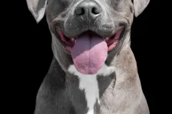 Lost and found pets Bluffton, photo: Lost Dog: Gray with White Chest in Bluffton