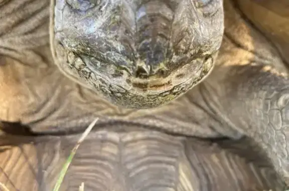 Missing: Tina the Sulcata Tortoise