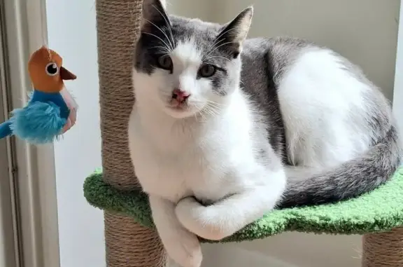 Lost pets Adelaide, photo: Lost Grey & White Cat, 8mo, West Torrens
