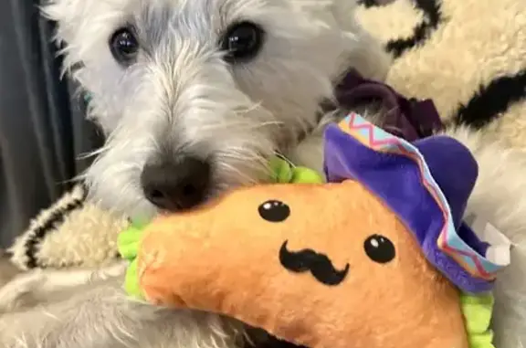 Lost Westie Named Teddy in Howell Twp