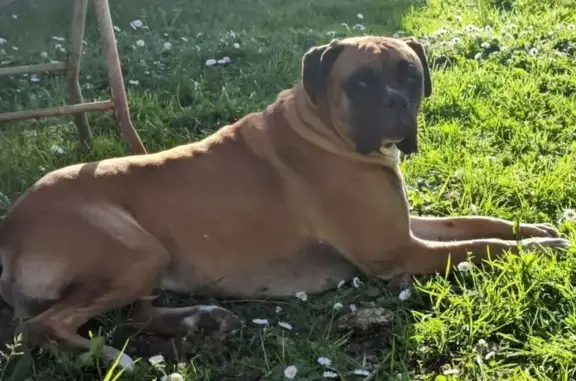 Chien perdu , photo : Boxer mâle fauve perdu, Le Pontet