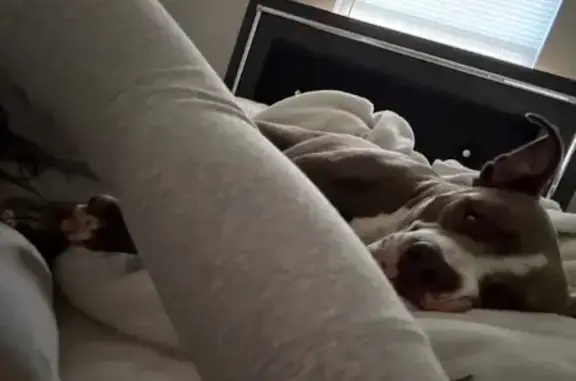 Lost Blue Pitbull: Cherry Eyes & White Markings
