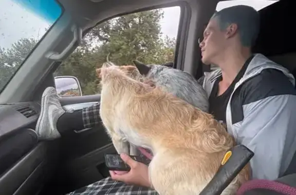 Lost Curly Dog: Pink Snout, No Claws